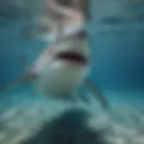 A close-up view of a Great White Shark swimming majestically in clear blue waters.