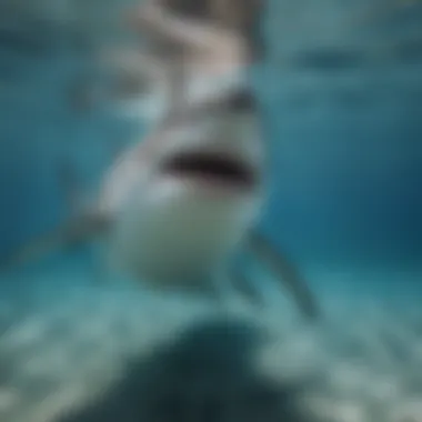 Great White Shark in its Natural Habitat A close-up view of a Great White Shark swimming majestically in clear blue waters.