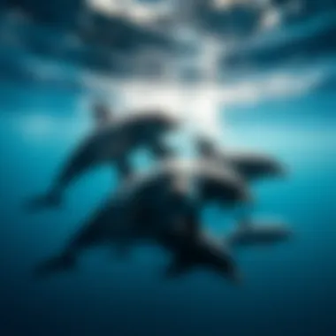 Harmony in Motion: A Pod of Dolphins A pod of dolphins swimming together in harmony