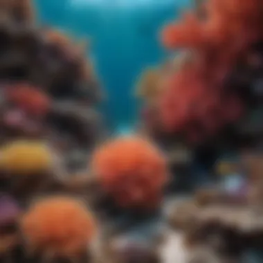 Vibrant coral formations teeming with marine life in the Great Barrier Reef