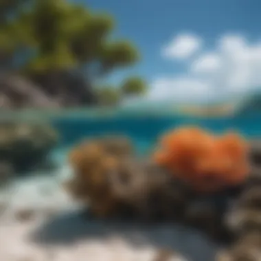Climate Change and Coral Reefs Dying coral reef illustrating effects of climate change
