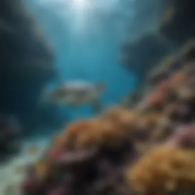 Diverse Marine Life A breathtaking underwater landscape showcasing diverse marine species