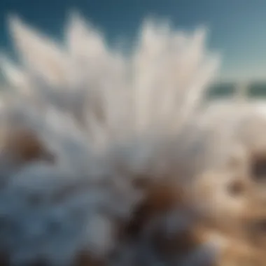 The Beauty of Ocean Salt Crystals Close-up of ocean salt crystals