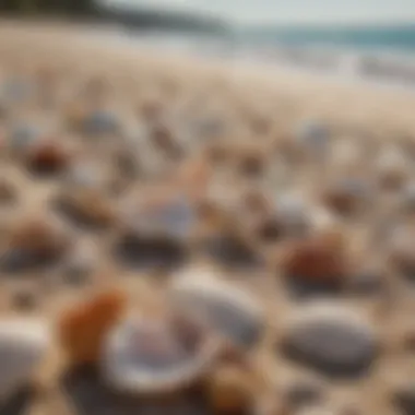 Nature's Orchestra: The Voice of the Sea Close-up of seashells scattered on the beach