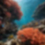 Vibrant marine life in a coral reef ecosystem