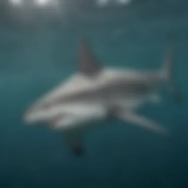 Unique Dorsal Fin of the Bull Shark Bull shark showcasing its unique dorsal fin