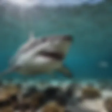 Bull Shark Interacting with Marine Life Bull shark congregating with other marine species