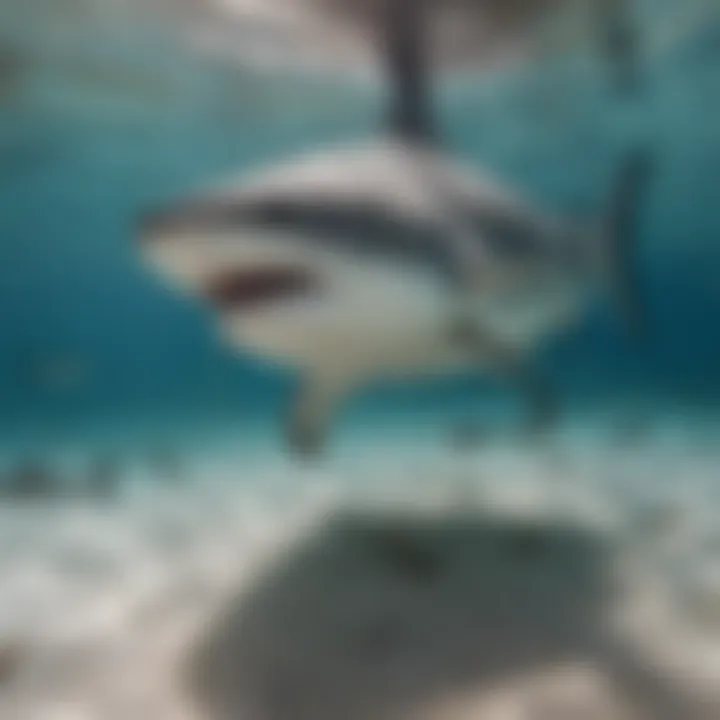 Bull shark being observed by marine researchers