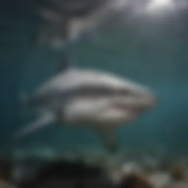 Bull Shark in Its Natural Habitat Bull shark swimming in murky waters