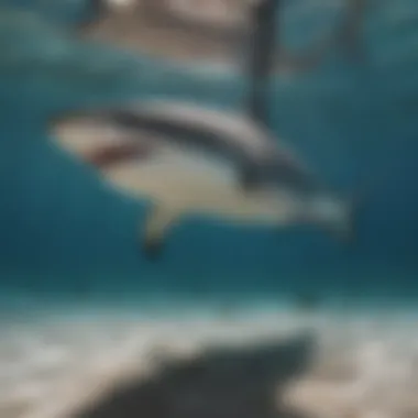 The Elegance of Sharks in Their Natural Habitat A graceful shark gliding through crystal-clear waters, showcasing the beauty of marine life.