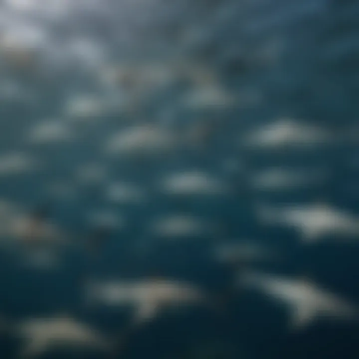 A diverse array of shark species swimming gracefully in the ocean.