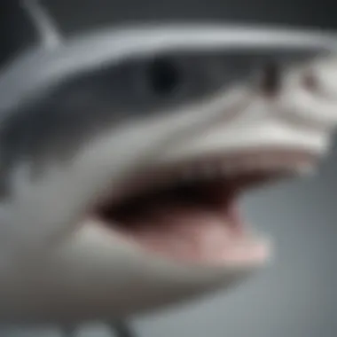 Anatomical Features of the Great White Shark Diagram illustrating the anatomical features of a great white shark