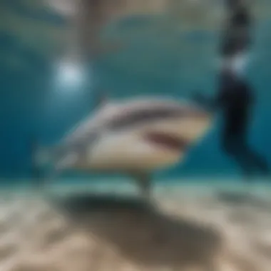 Juvenile Great White Shark Size Comparison Juvenile great white shark next to a diver for size comparison